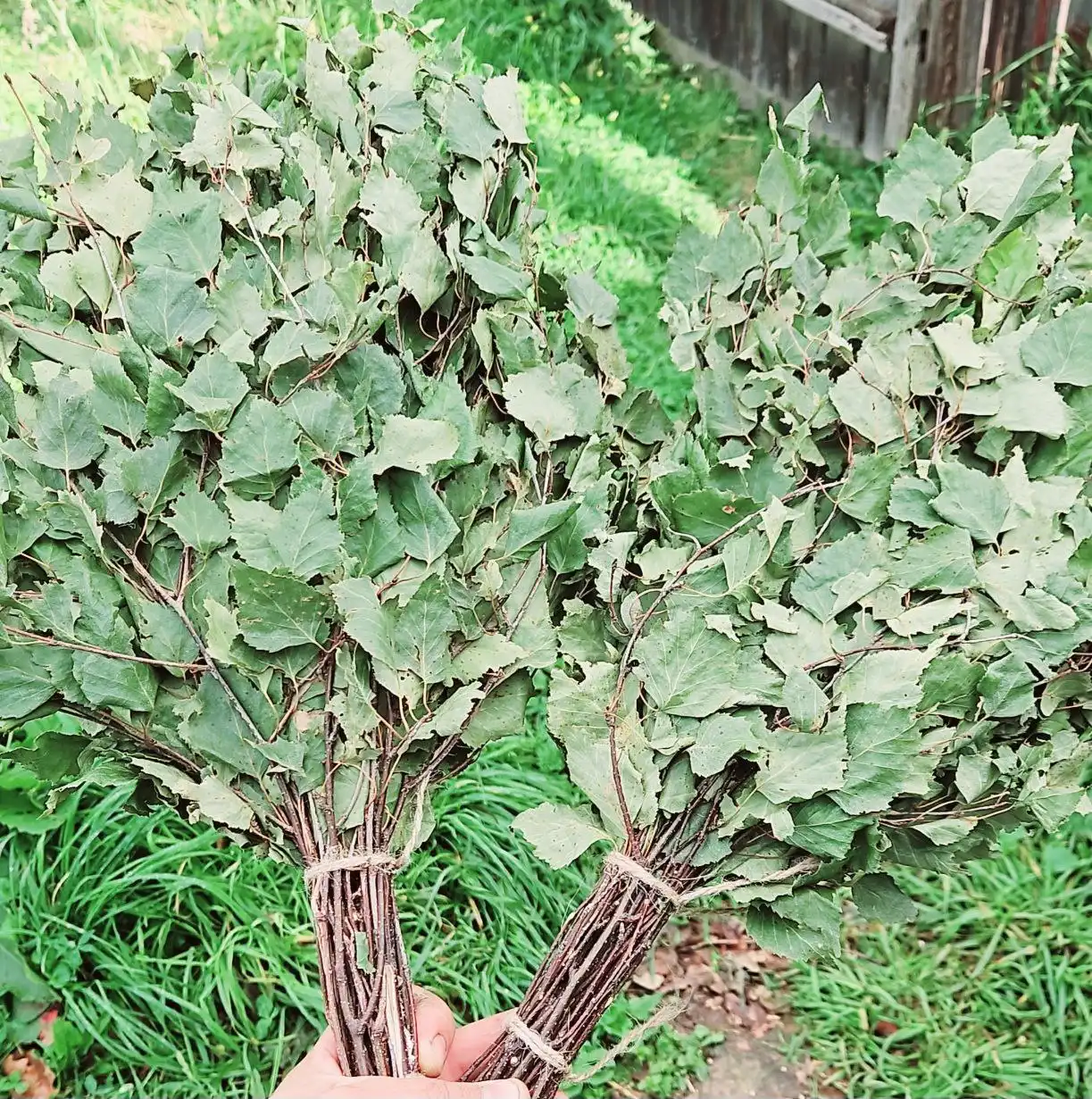 Продажа дубовых и берёзовых веников