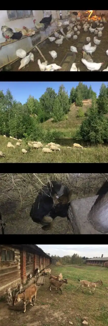 Продукты с фермы и щенки немецкой овчарки