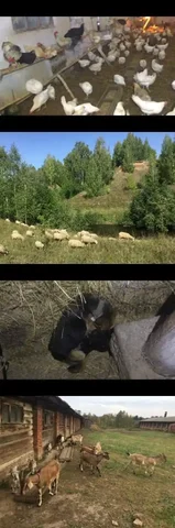 Продукты с фермы и щенки немецкой овчарки - Разное в Чебоксары