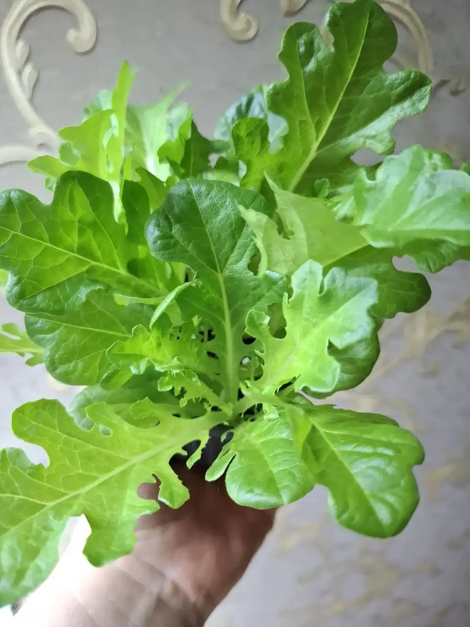 Рассада комнатных растений и зелени - Растения (Барахолка) в Чебоксары