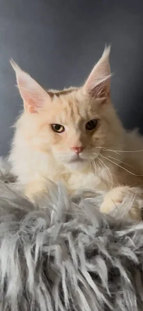 Пристройство котят мейн кун и взрослых кошек - Аквариумные рыбки в Чебоксары