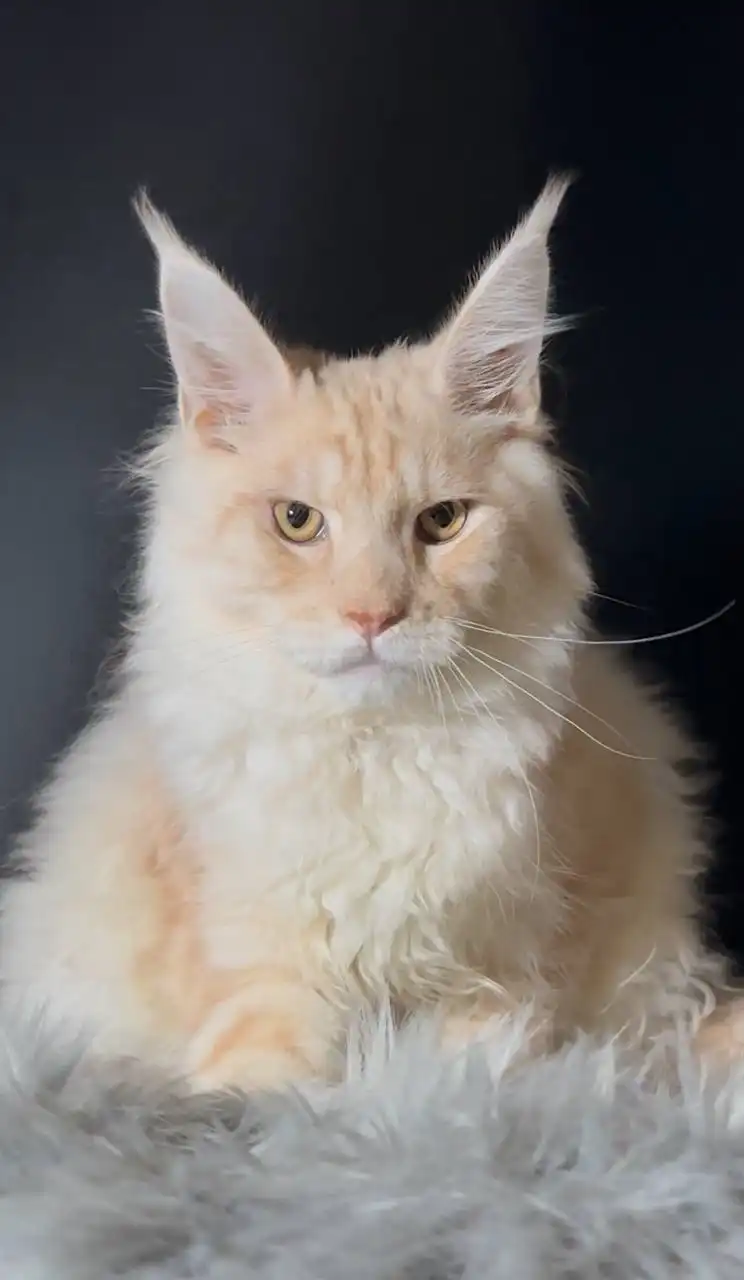 Пристройство котят мейн кун и взрослых кошек - Кошки (Животные) в Чебоксары