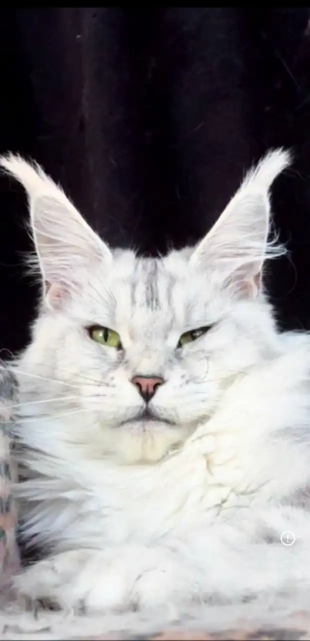 Пристройство котят мейн кун и взрослых кошек - Кошки (Животные) в Чебоксары