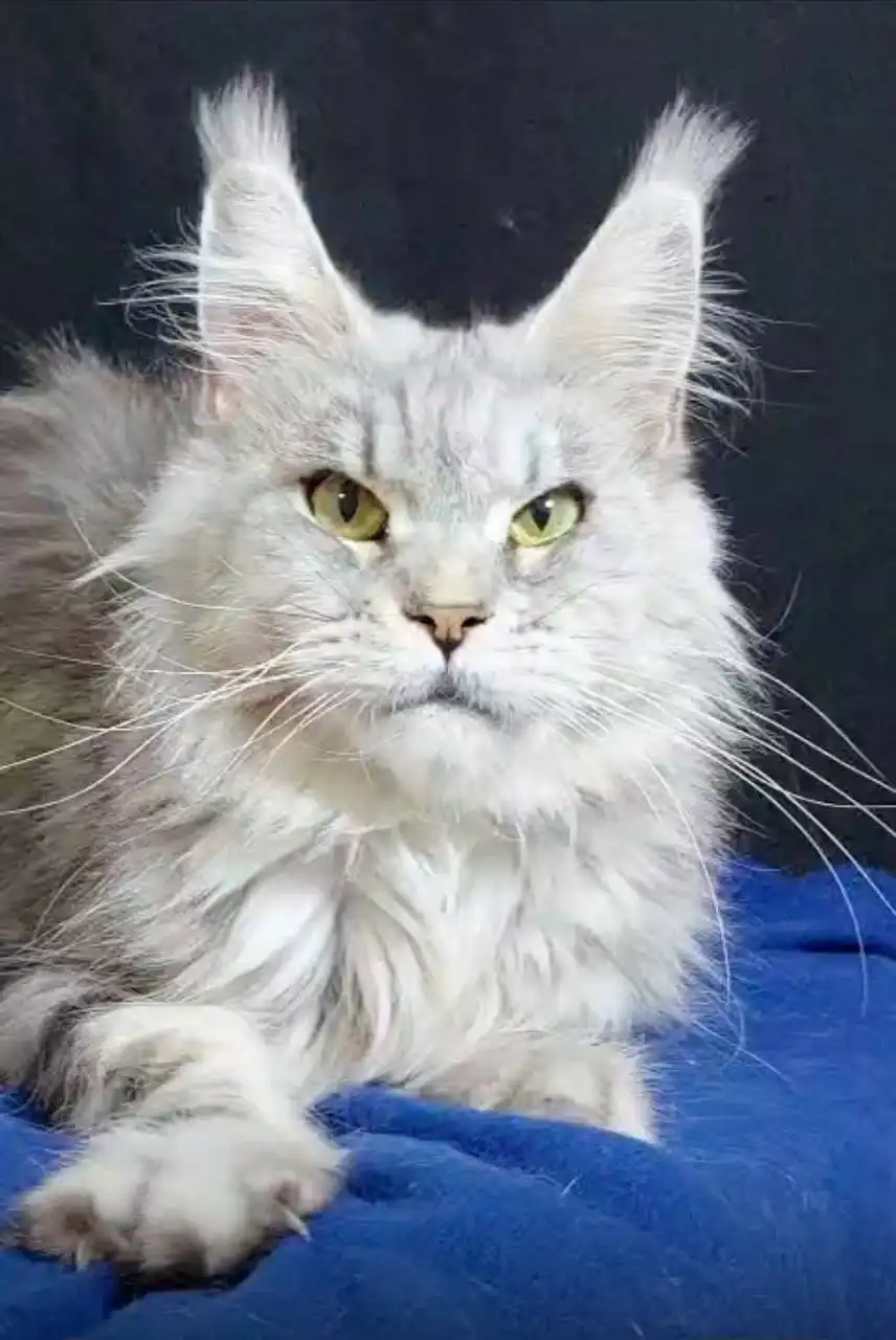 Пристройство котят мейн кун и взрослых кошек - Кошки (Животные) в Чебоксары