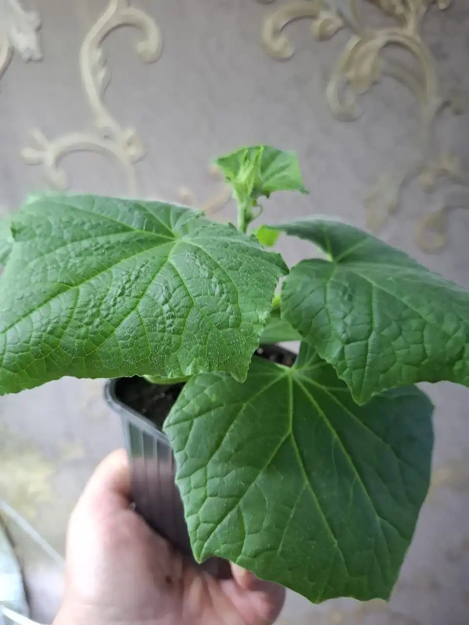 Продажа салата листового и рассады комнатных огурцов - Растения (Барахолка) в Чебоксары