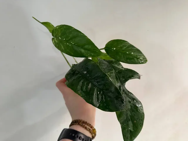 Эпипремнум пиннатум вайт - частное объявление в Щёлково