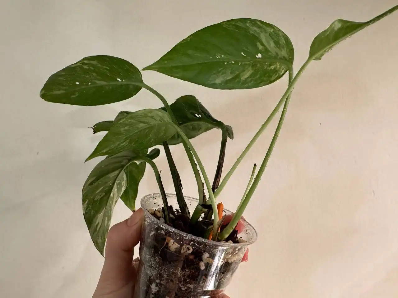 Эпипремнум пиннатум вайт