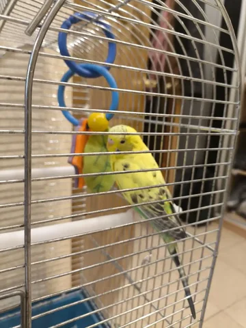 Волнистый попугай девочка 2 года ищет дом - Одежда для животных в Королев