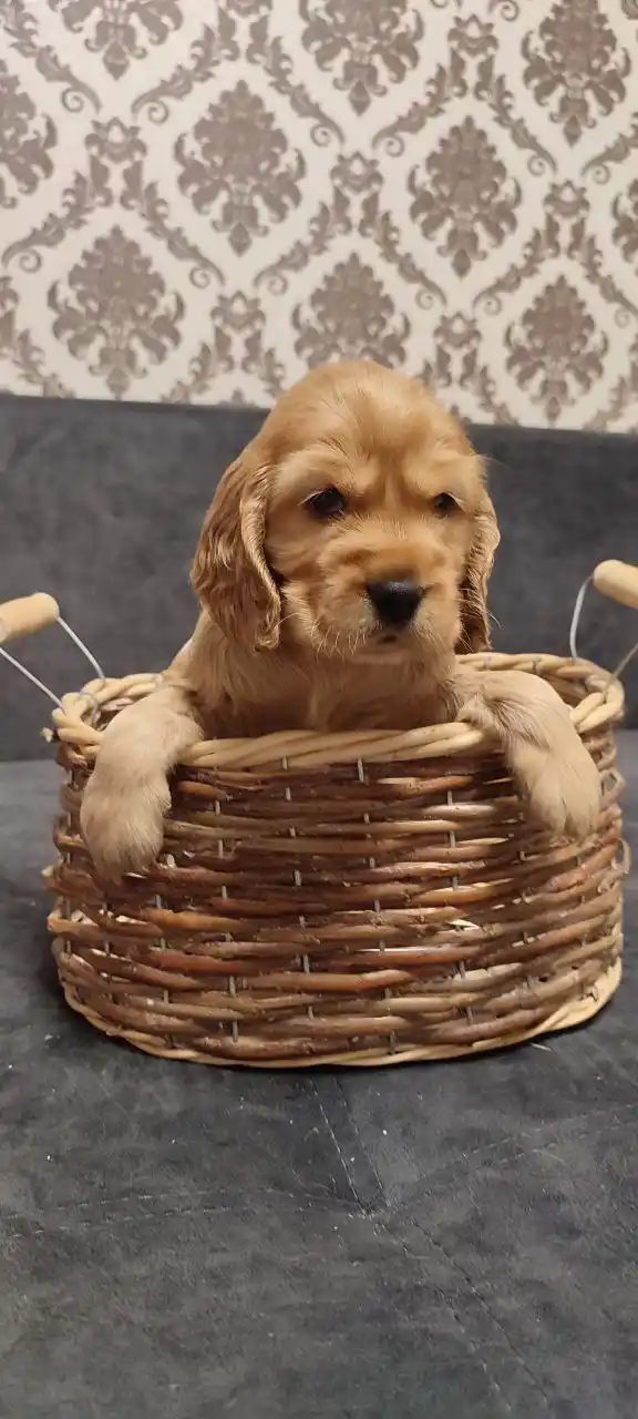 Щенки Английского Кокер спаниеля - частное объявление в Дзержинск-Фаниполь