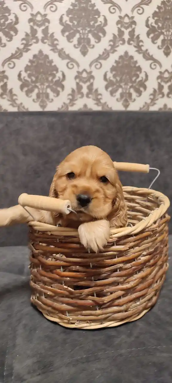 Щенки Английского Кокер спаниеля