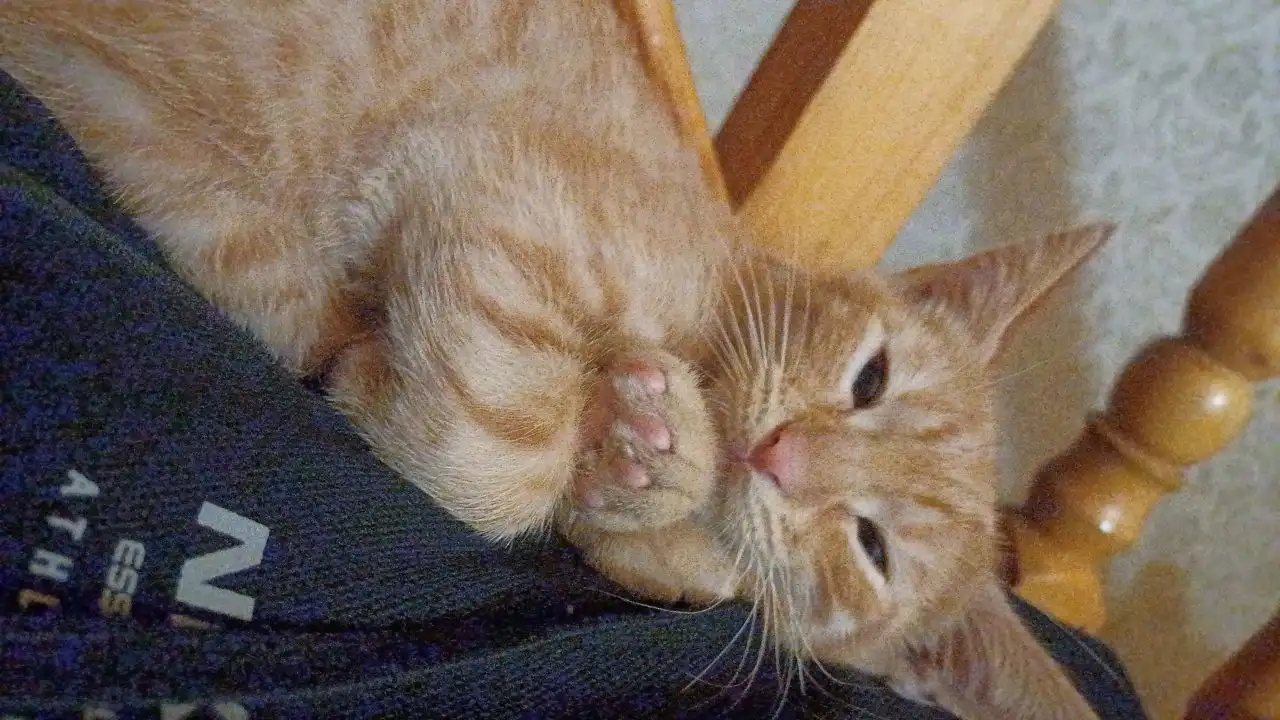 Котята в поисках дома