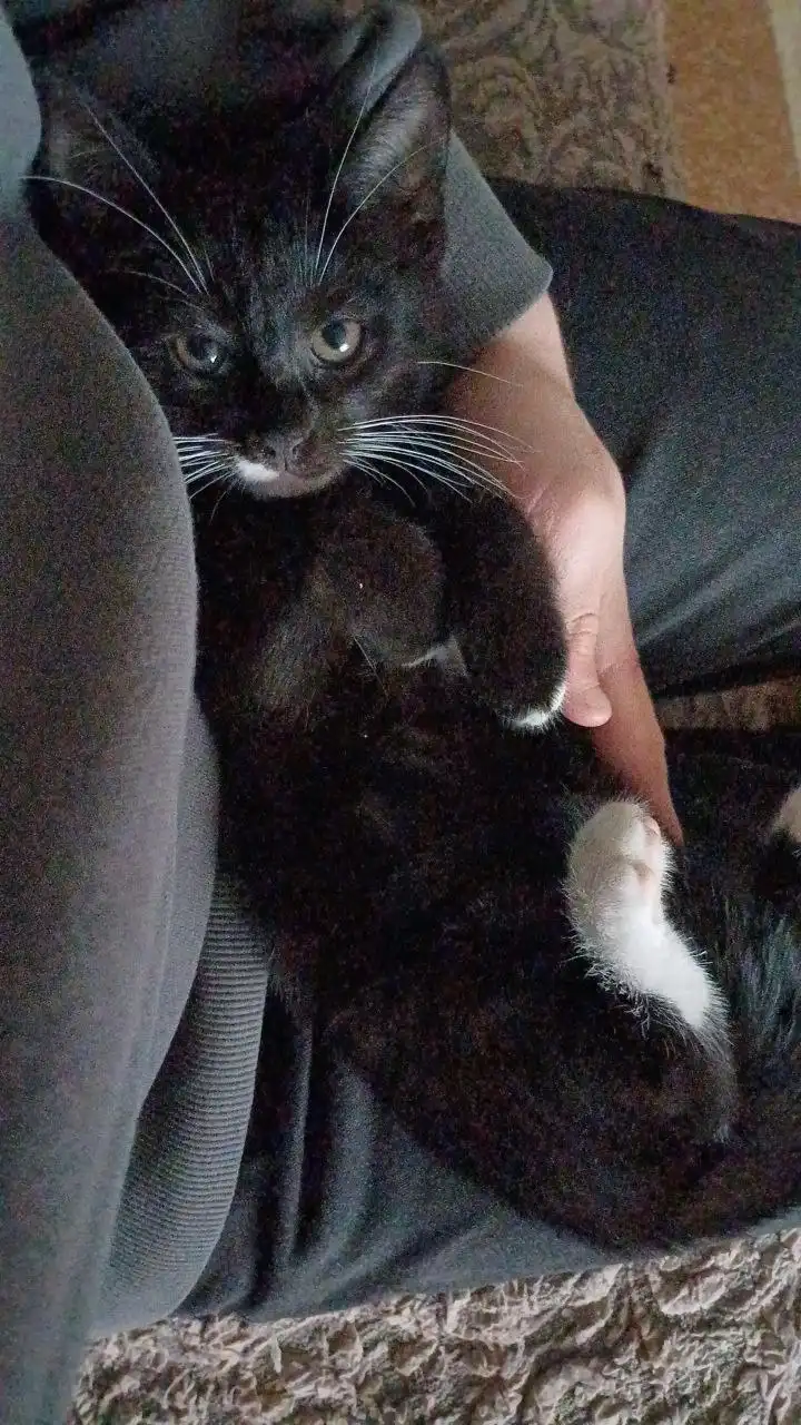 Котята в поисках дома