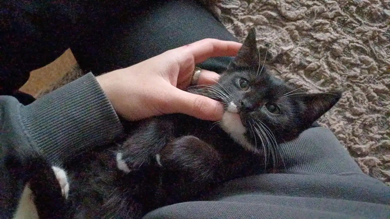 Котята в поисках дома