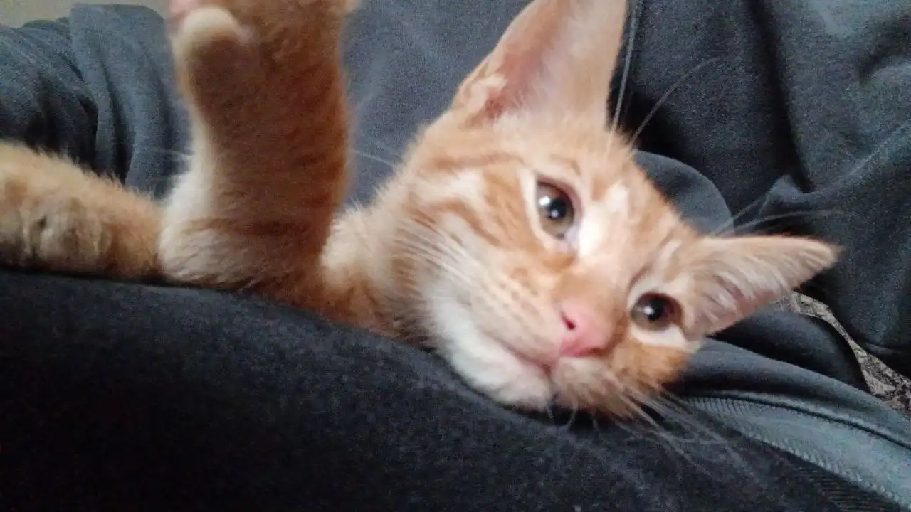 Котята в поисках дома