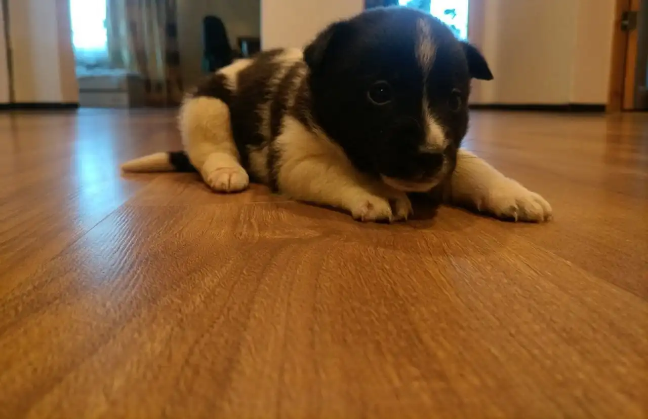 Щенок в добрые руки