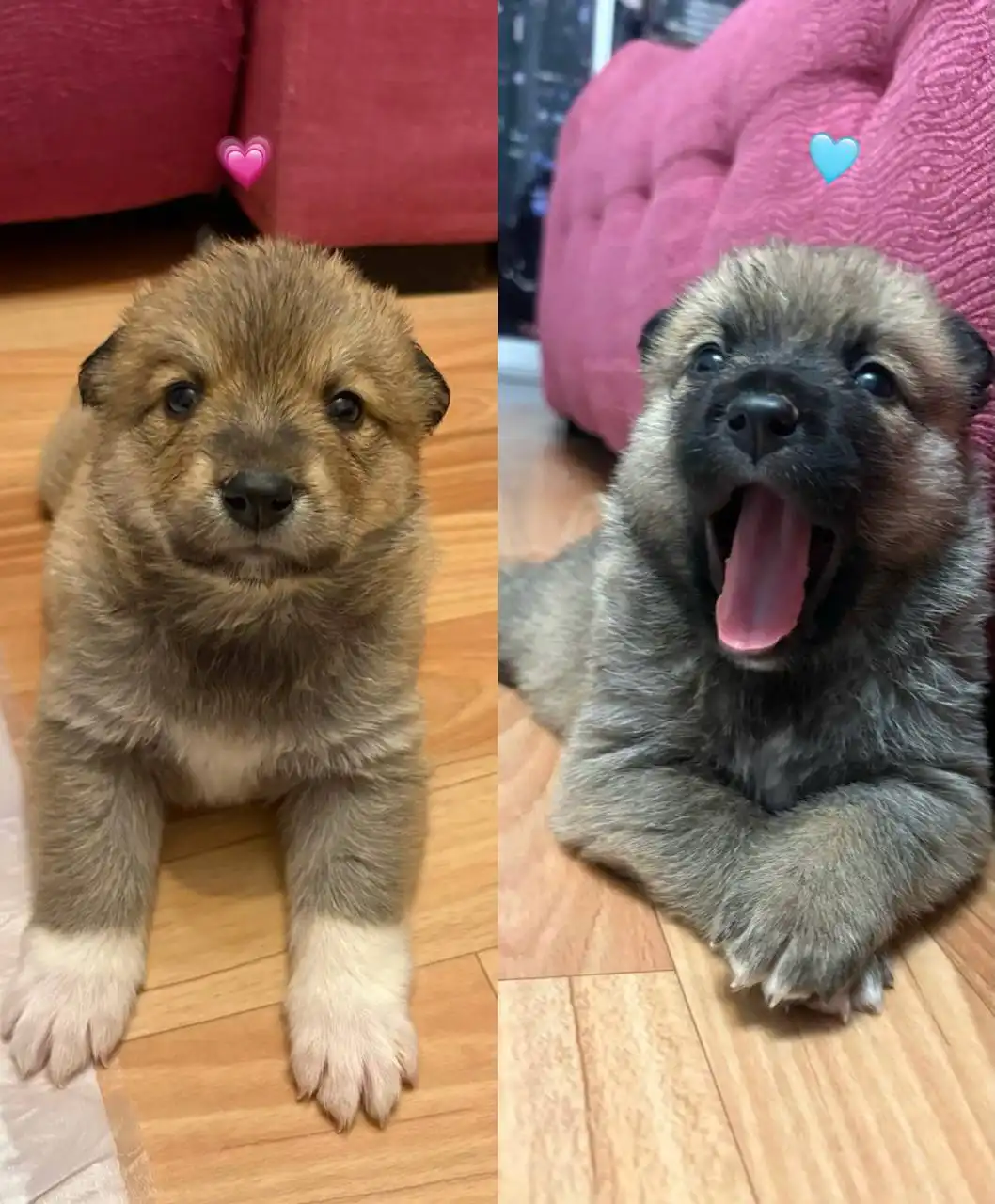 Котята в поисках дома