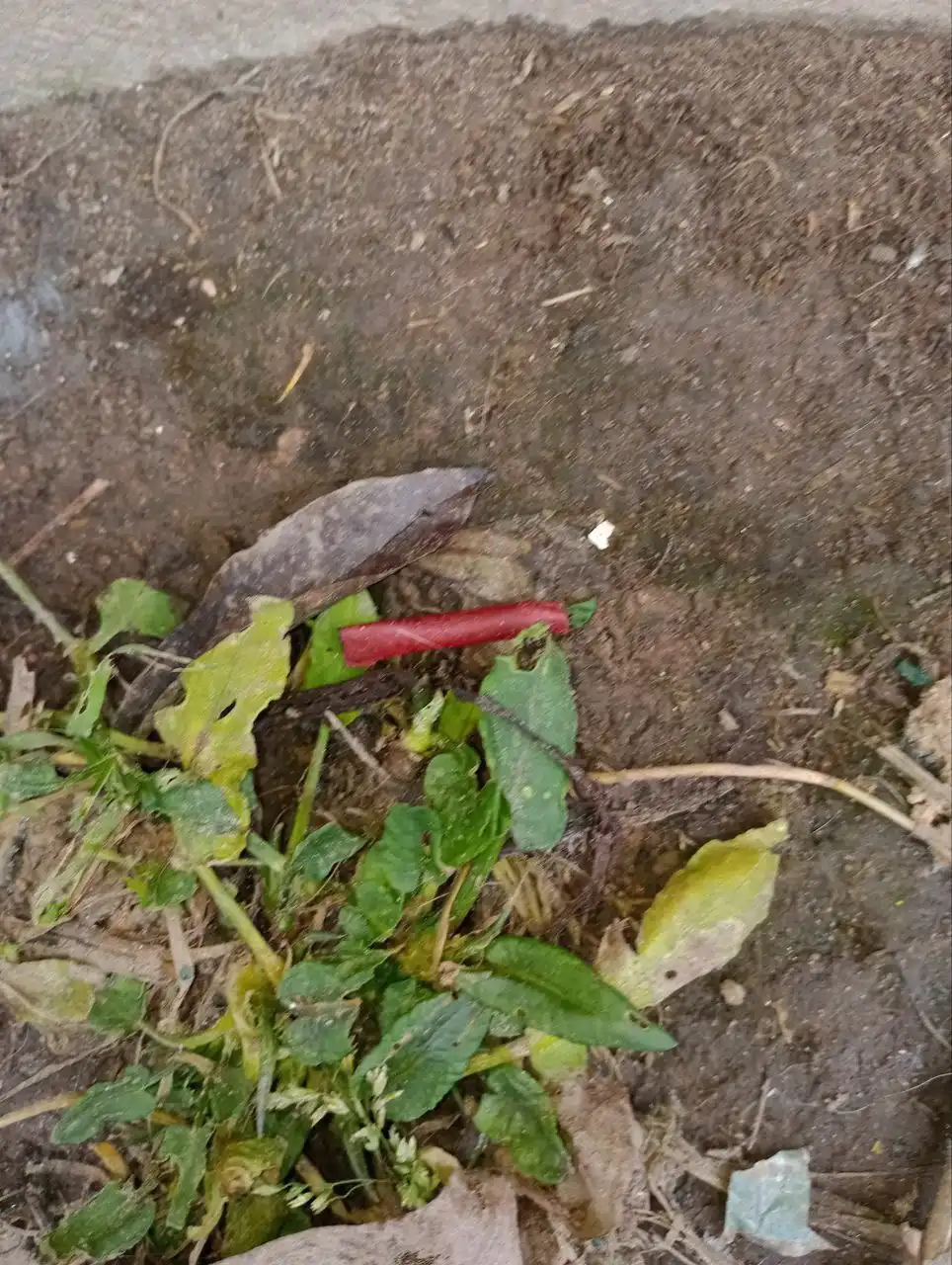 Объявление для родителей в чате Барахолка