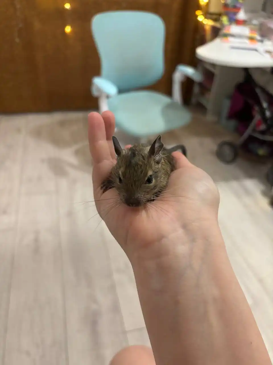 Продажа бельчат дегу