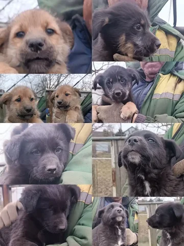 Щенки 2 месяца в хорошие руки - частное объявление в Дзержинск-Фаниполь
