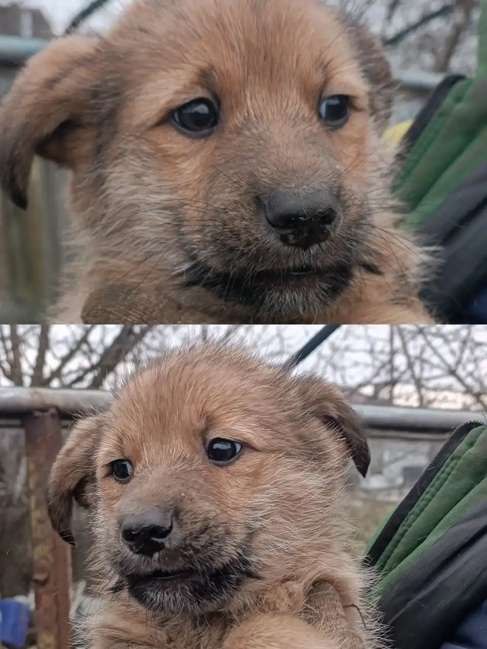 Метис лабрадора и ирландского терьера отдается в добрые руки