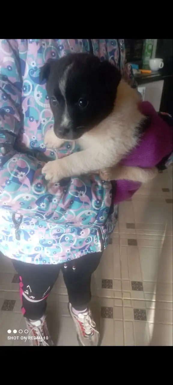 Отдам в добрые руки мальчика