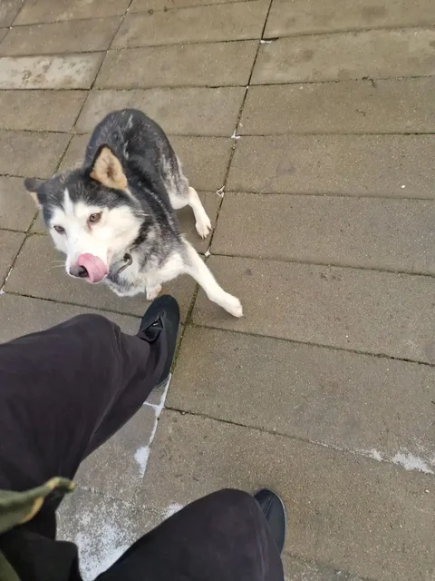 Потерявшаяся собака в районе Царского села - частное объявление в Дзержинск