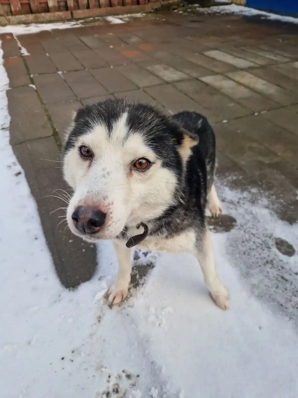 Потерявшаяся собака в районе Царского села