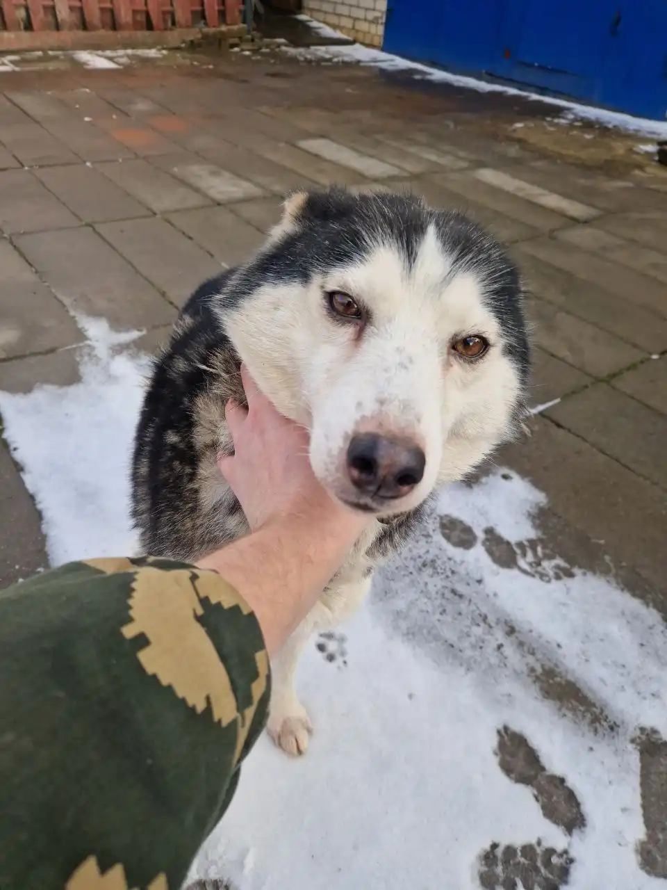 Потерявшаяся собака в районе Царского села