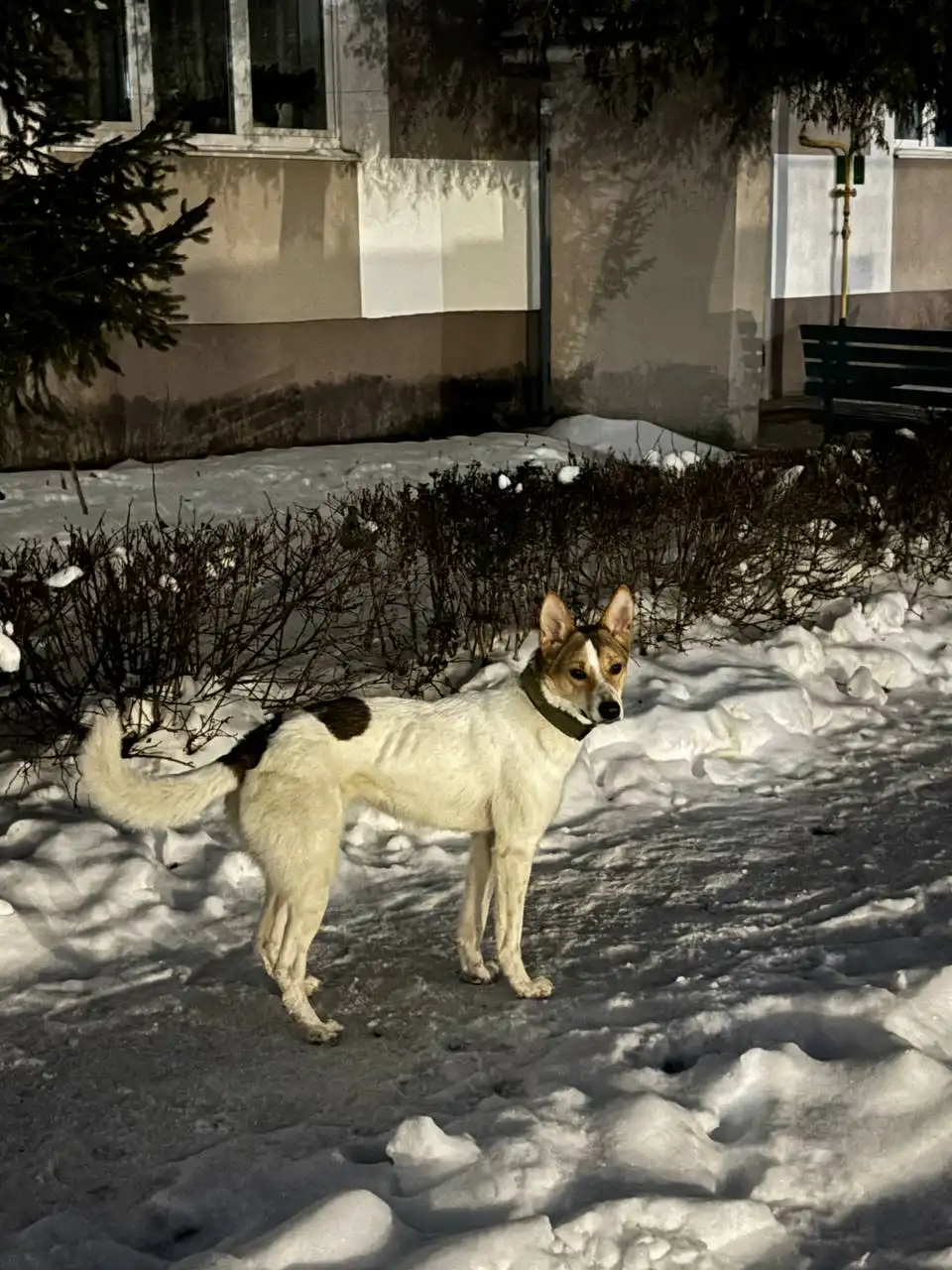 Найдена потерянная собака в районе Кирова 9А