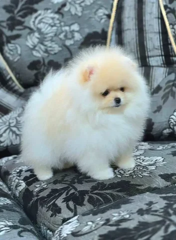 Продажа щенков померанского шпица - Животные в Дзержинск