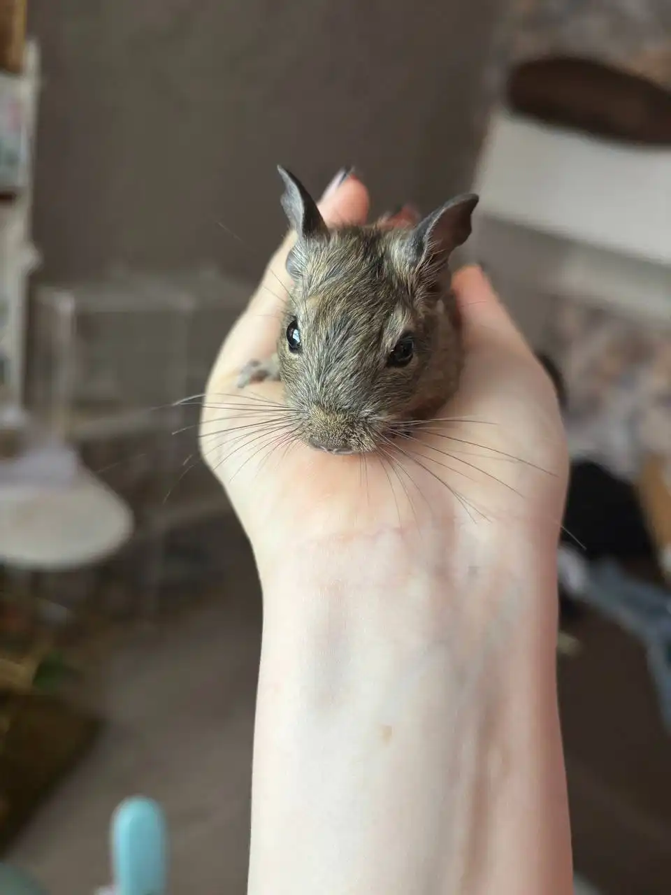 Продажа бельчат дегу