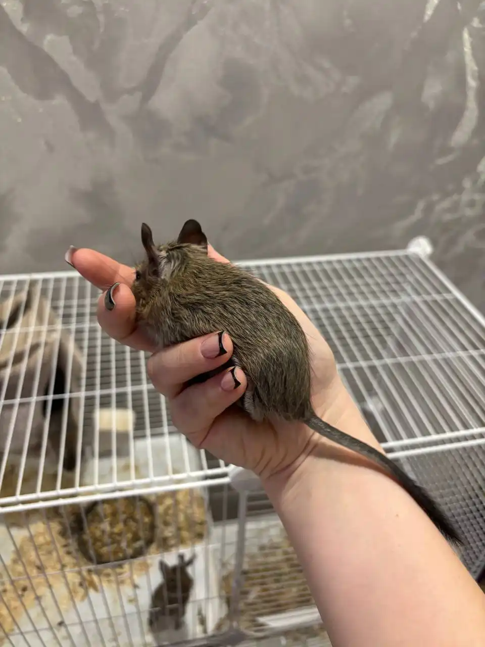 Продажа бельчат дегу