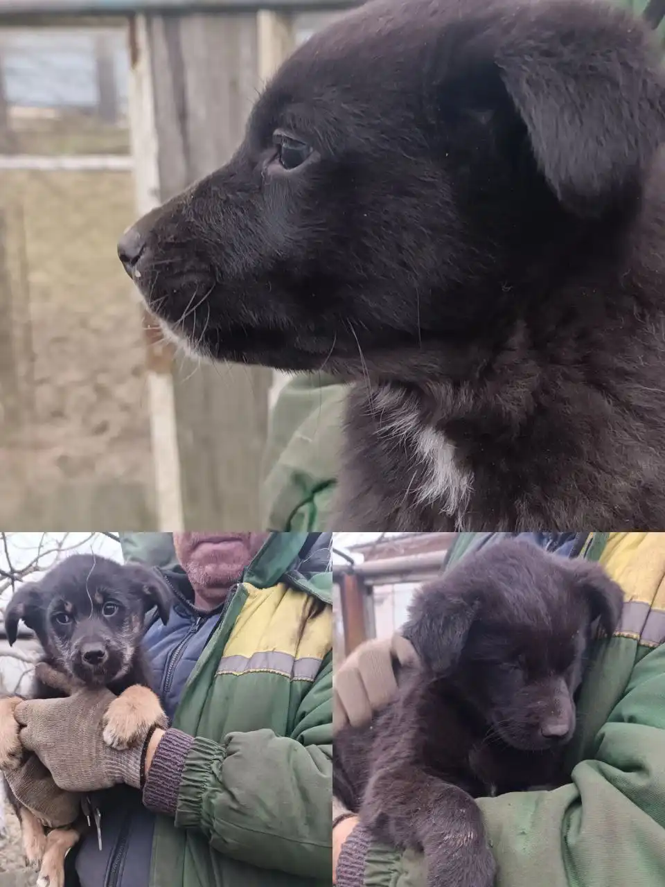 Ищем дом для трёх щенков метисов лабрадора - Собаки (Животные) в Дзержинск