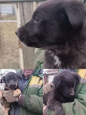 Ищем дом для трёх щенков метисов лабрадора - Собаки в Дзержинск