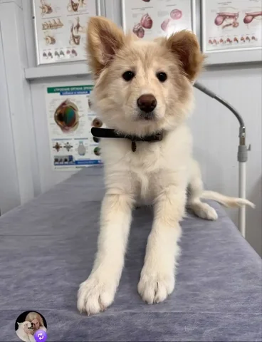 Потерянная собака в районе Призмы - Животные в Дзержинск