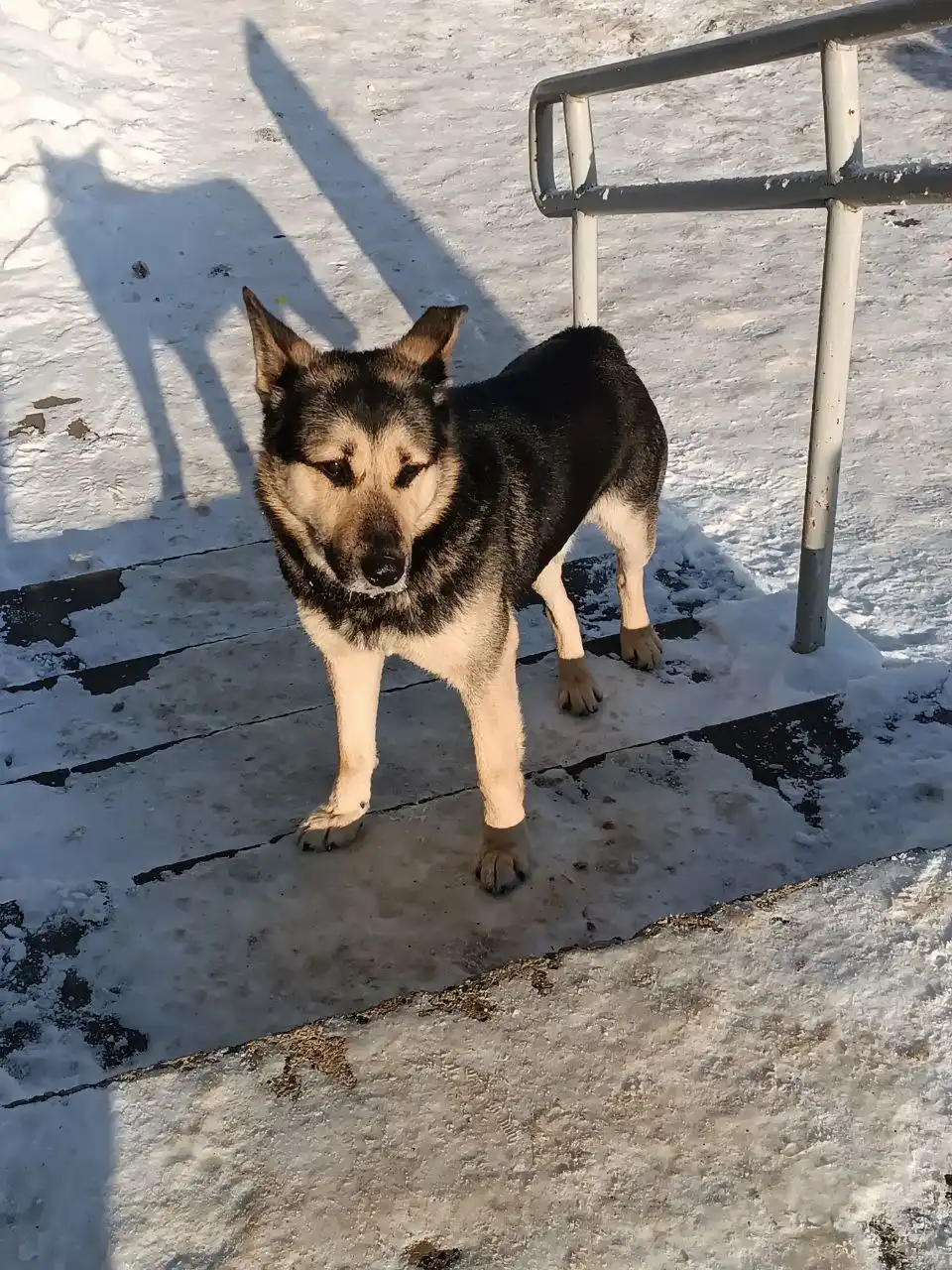 Потерянная собака в Дзержинске - Собаки (Животные) в Дзержинск