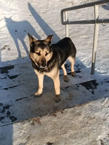 Потерянная собака в Дзержинске - частное объявление в Дзержинск
