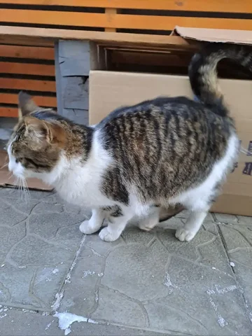 Кошечка нуждается в доме - Кошки в Дзержинск-Фаниполь