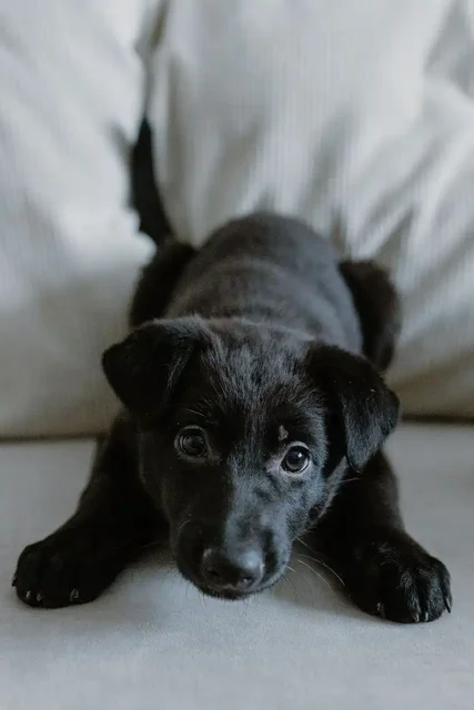 Очаровательная Лина в поисках дома - частное объявление в Дзержинск