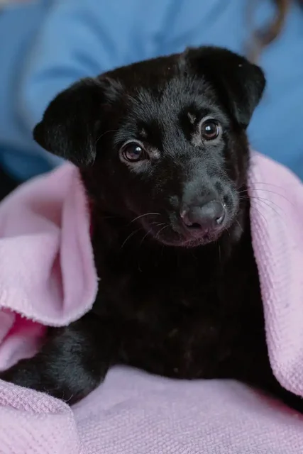 Щенок Лина 3 месяца, ищет дом - частное объявление в Дзержинск