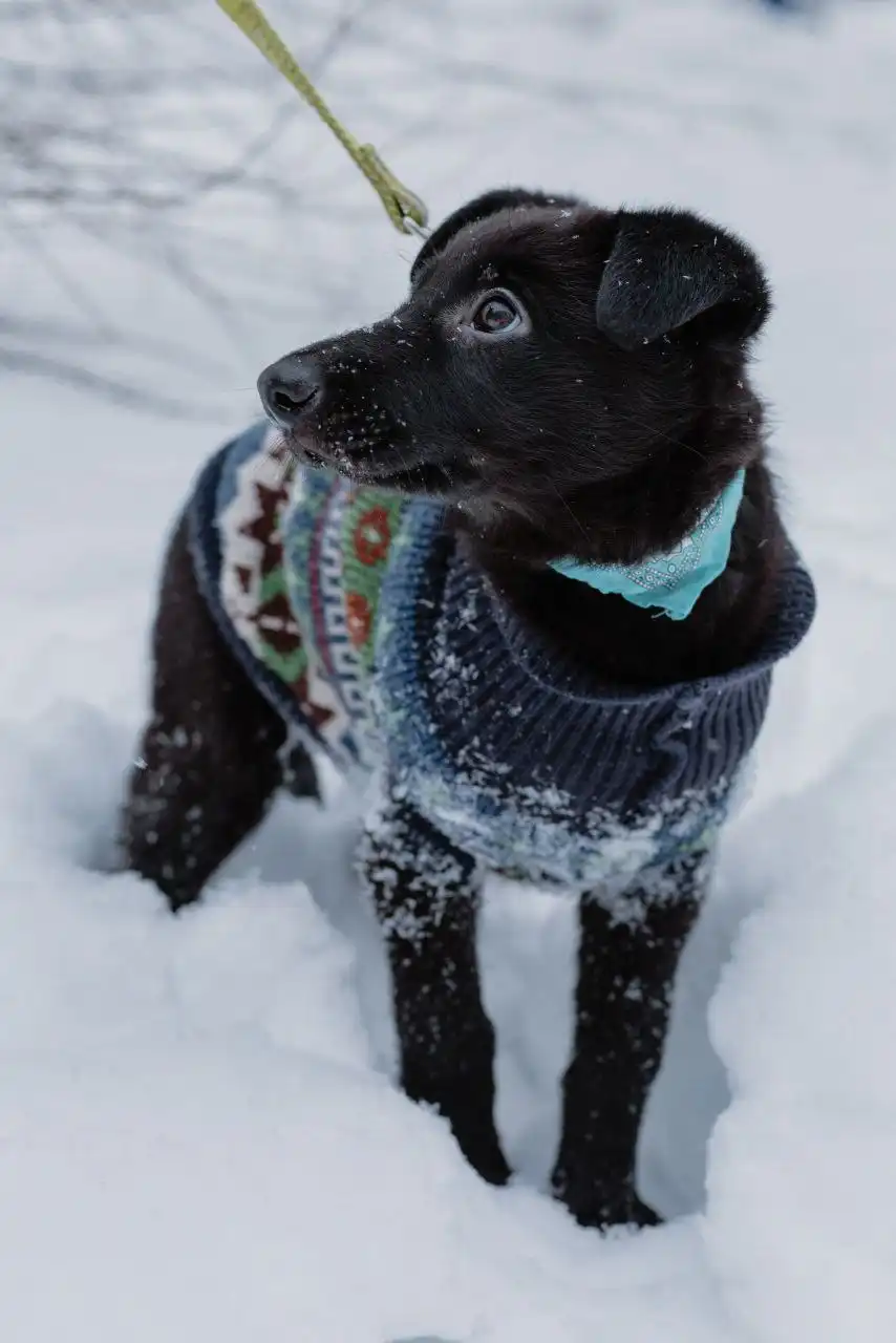 Щенок Лина 3 месяца, ищет дом - Собаки (Животные) в Дзержинск