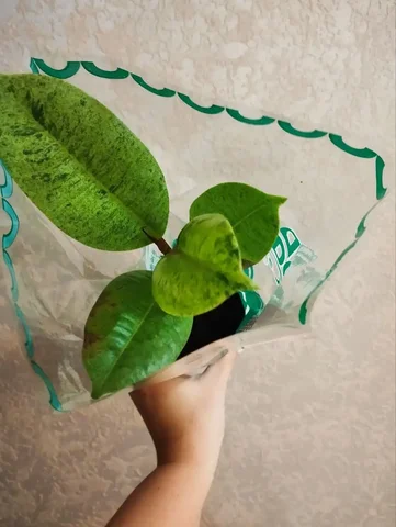 Фикус Шривериана - Барахолка в Дзержинск