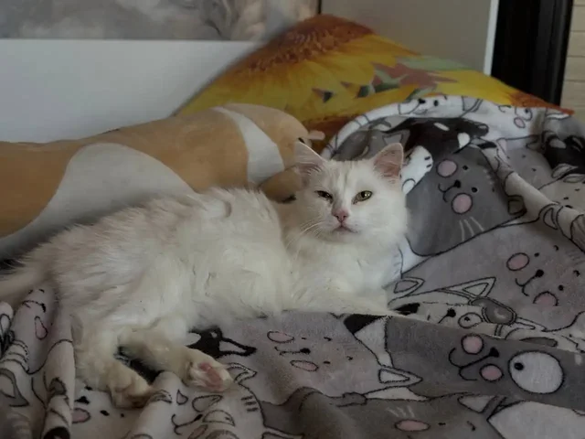 Белая ласковая кошечка ищет дом - частное объявление в Дзержинск-Фаниполь