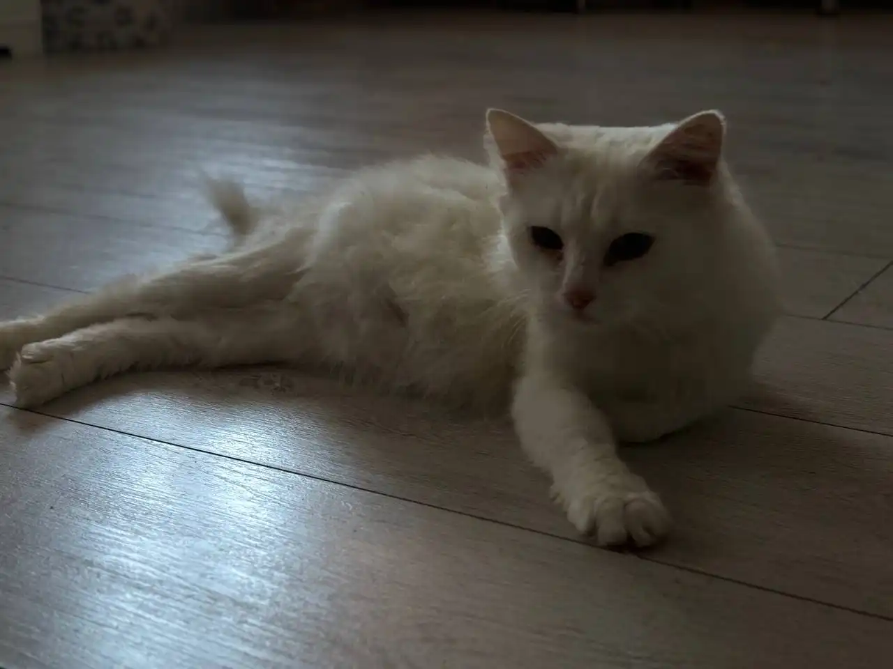 Белая ласковая кошечка ищет дом - Кошки (Животные) в Дзержинск-Фаниполь