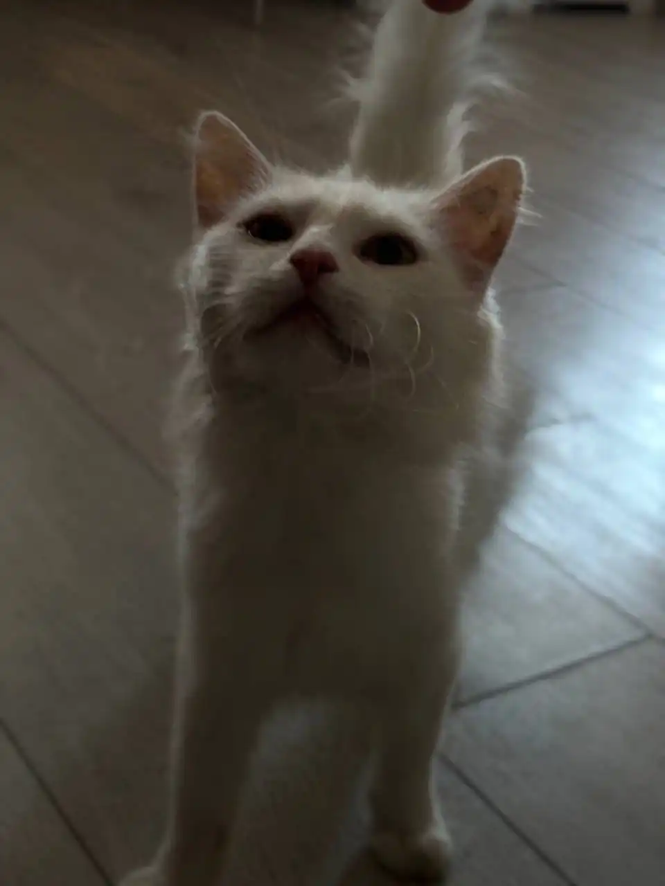 Белая ласковая кошечка ищет дом - Кошки (Животные) в Дзержинск-Фаниполь