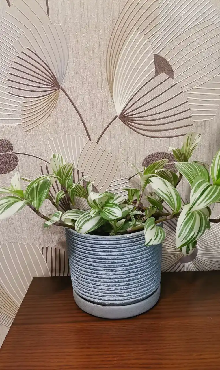 Традесканция