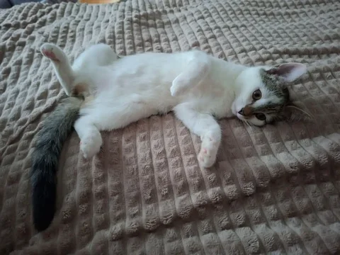 Котенок в добрые руки - Животные в Люберцы