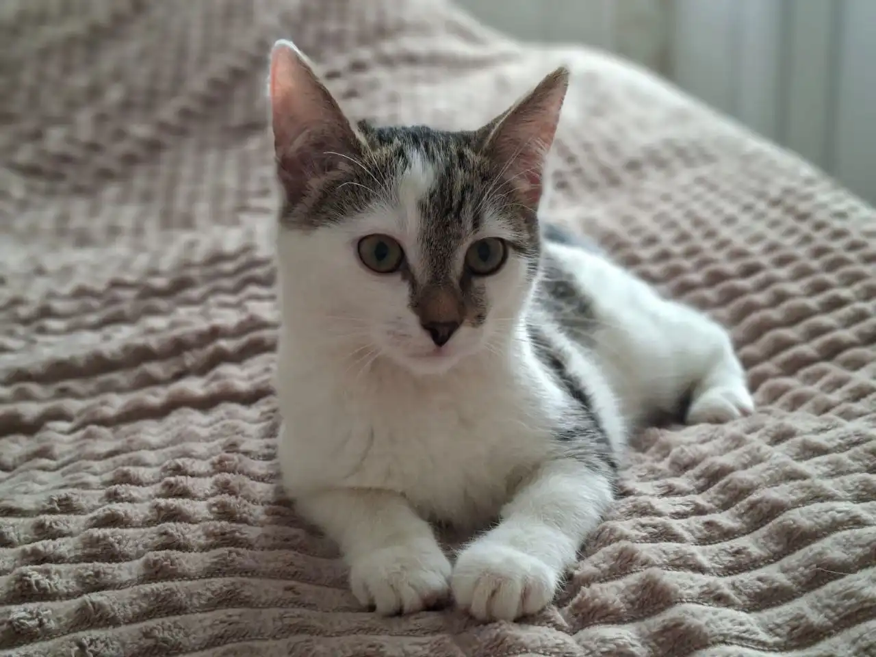 Котенок в добрые руки