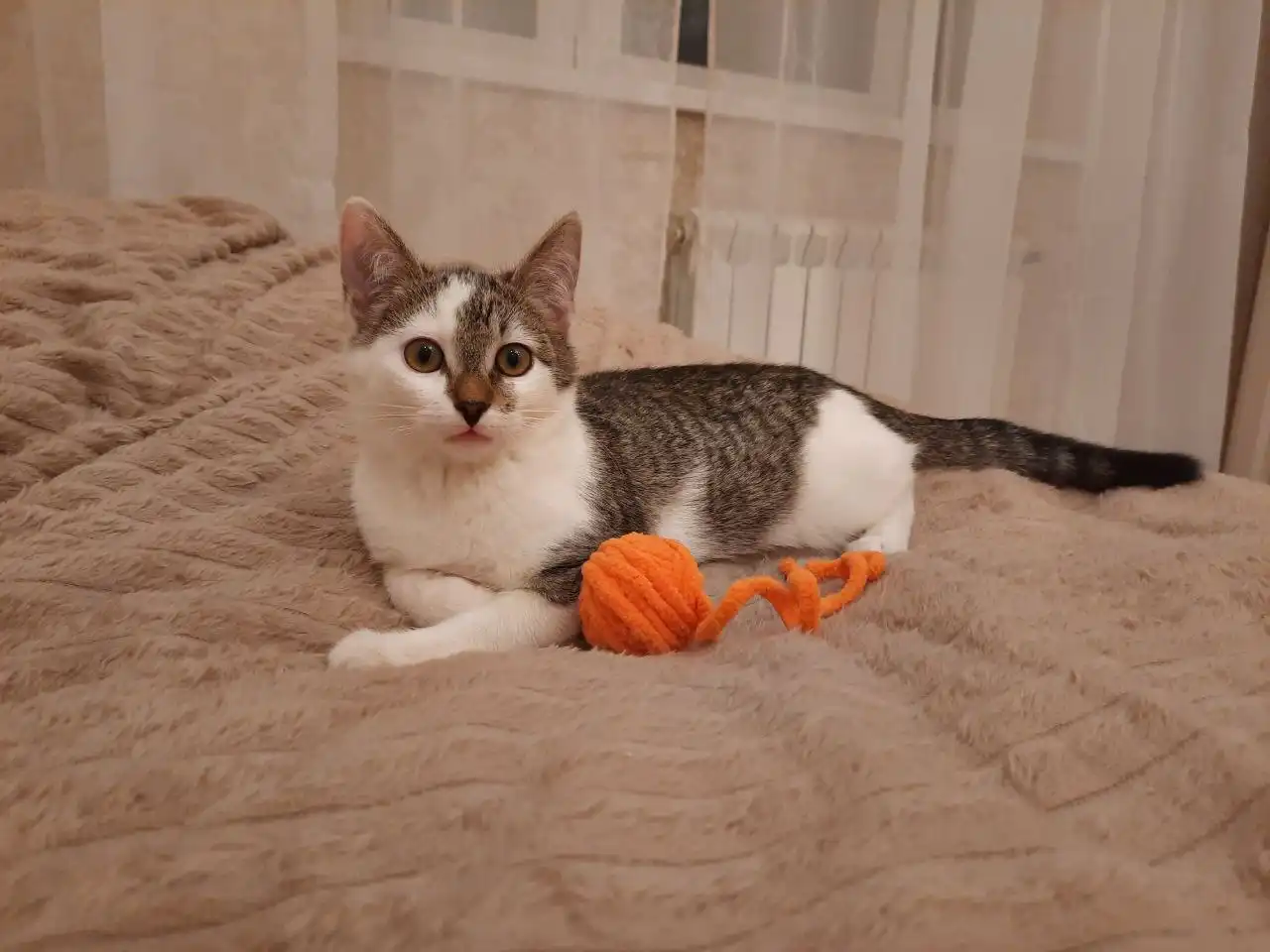 Котенок в добрые руки