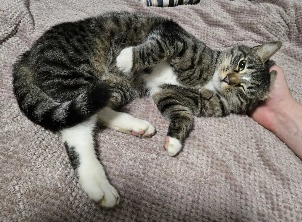 Найден котик